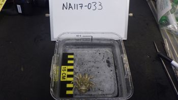 Media type: image;   Invertebrate Zoology 153121 Description: live specimen;